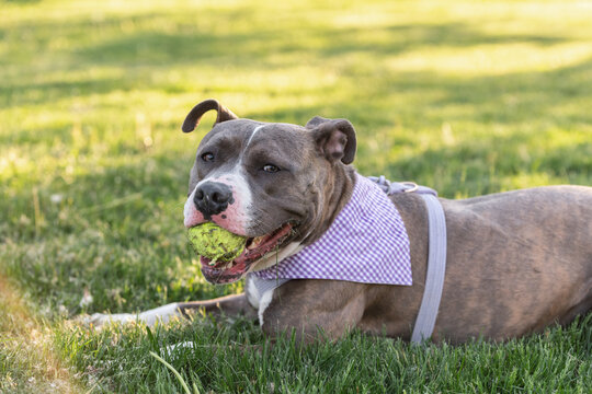 A cute adopted pitbull obsessed with playing fetch with a tennis ball.
