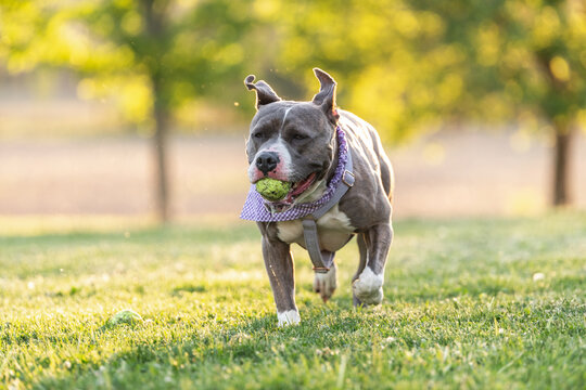 A cute adopted pitbull obsessed with playing fetch with a tennis ball.