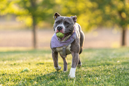 A cute adopted pitbull obsessed with playing fetch with a tennis ball.