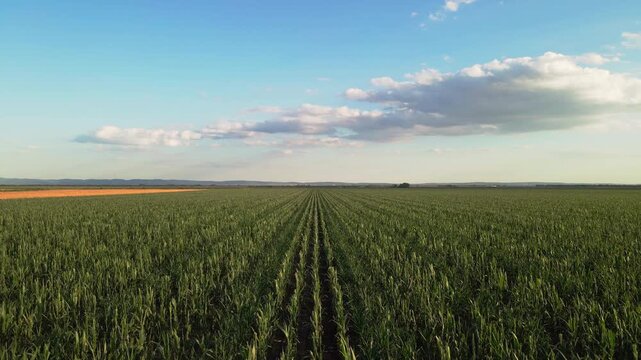 Aerial View of Seed Corn Field with Removed Tassels