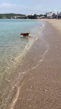  Dog Running Towards Sea Waves on Tropical Beach, Playful Pet Vacation