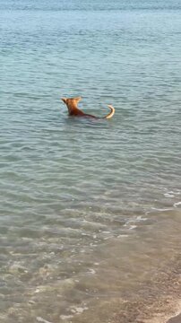 Dog Swimming and Cooling Off in the Sea During Summer Heatwave