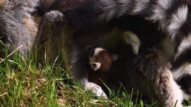 close up Ring-tailed or ringtail lemur catta or Katta with babies resting on a meadow on a sunny summer day