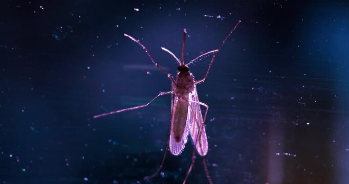Macro Close Up Of Mosquito