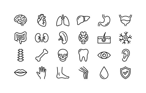 Anatomy Organ Lines. Line icon set of human organ and anatomy: brain, heart, lungs, liver, stomach, bladder, intestine, kidney, spleen, thyroid, skin patch, nerve cell, spine, bone, skull, tooth, eye,