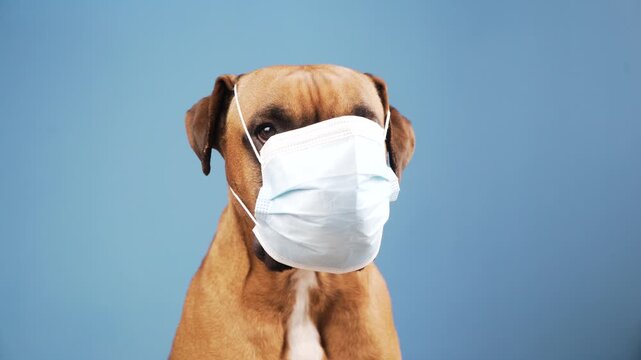 Boxer Dog Wearing Surgical Face Mask