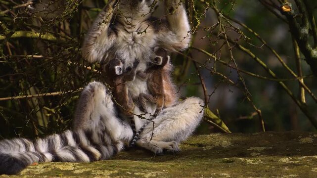close up Ring-tailed or ringtail lemur catta or Katta with babies resting on a meadow on a sunny summer day