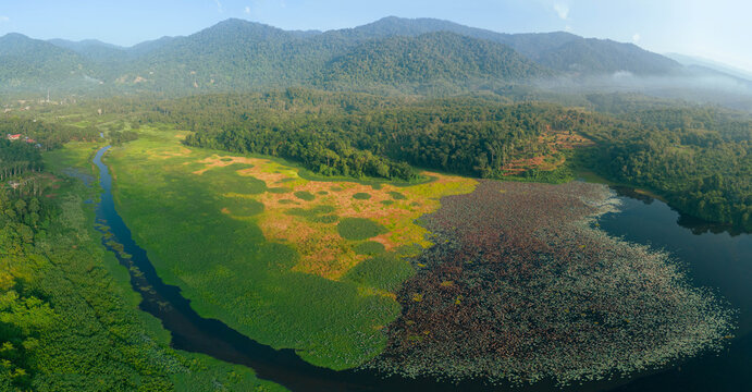 Aerial drone view of scenic lake with green aquatic plants scenery at Tasik Raban or Raban Lake in Lenggong, Perak, Malaysia
