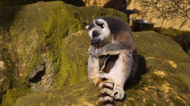 close up Ring-tailed or ringtail lemur catta or Katta with baby resting on a rock on a sunny summer day
