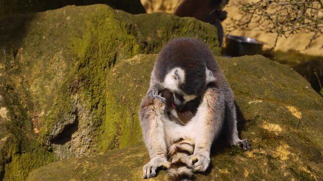 close up Ring-tailed or ringtail lemur catta or Katta with baby resting on a rock on a sunny summer day