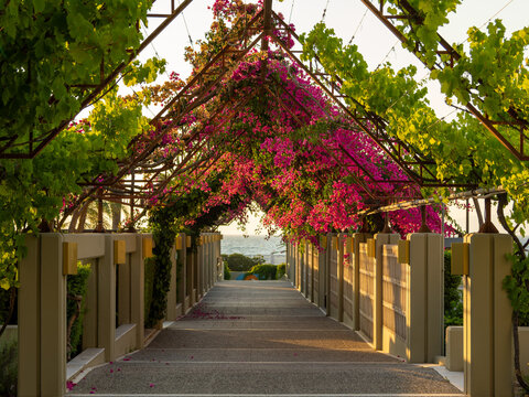 Aromantic Sunset Walkway with Blossoming Flowers