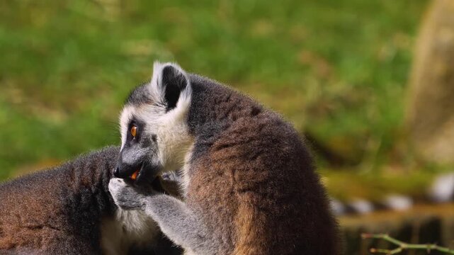 close up Ring-tailed or ringtail lemur catta or Katta sitting and eating food on a sunny summer day
