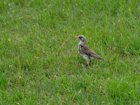 Fieldfare Bird (Turdus pilaris) Stood in Green Grass at \u0141azienki Kr\u00f3lewskie Park, Warsaw