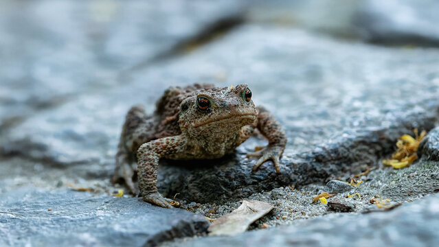 Toad Resting on Rock
