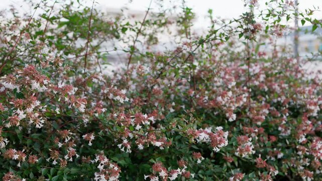 そよ風に揺れる白いアベリアの花と緑の自然背景動画