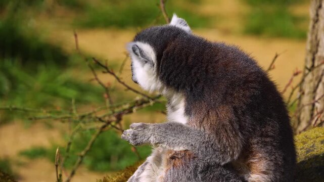 close up Ring-tailed or ringtail lemur catta or Katta sitting and eating food on a sunny summer day