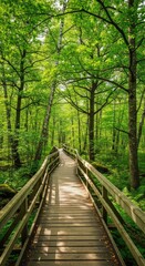 Obraz premium A scenic wooden boardwalk winds through a lush green forest filled with tall trees and dappled sunlight filtering through the canopy above, botanical, adventure, leaves
