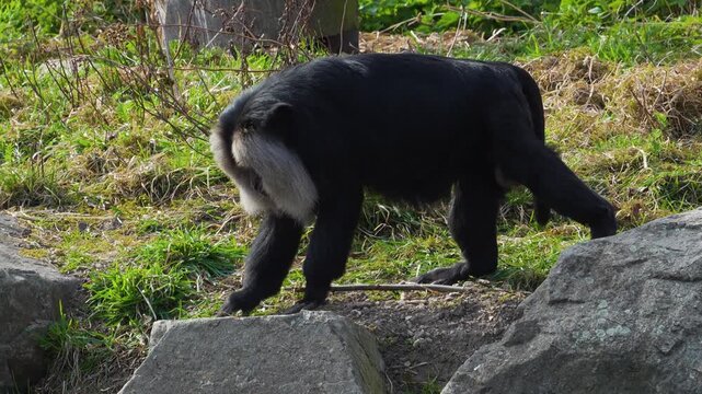  Close up of a bearded monkey or lion-tailed macaque moving around a meadow ona sunny spring day 
