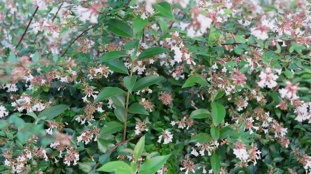そよ風に揺れる白いアベリアの花と緑の自然背景動画