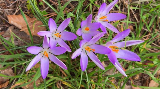 A cluster of purple crocus flowers with orange stamens opens fully among green grass and dry leaves on the ground, a scene of early spring bloom.