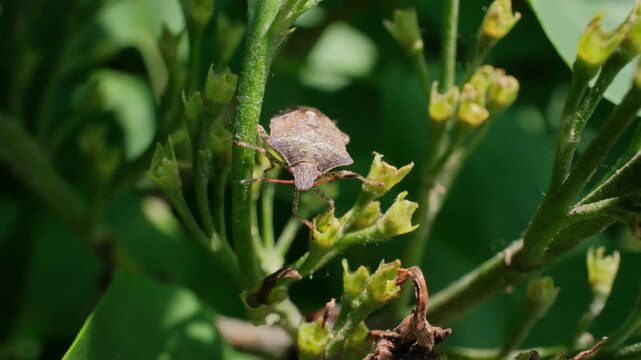 Brown Marmorated Stink Bug Climbing Plant Macro Video