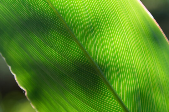 Green leaf venation backlit by sun from Mimizan