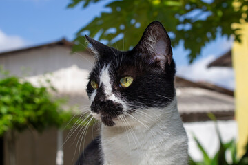 portrait of a cat © Greg Oliveira