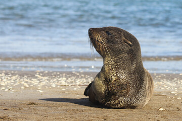 Fototapeta premium Sea lion resting on the beach close up portrait 