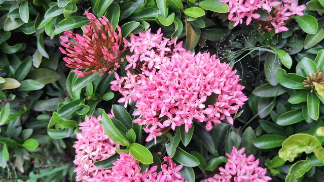 Ixora Mini Dwarf Pink Flower Bloom on Green Leaves Background