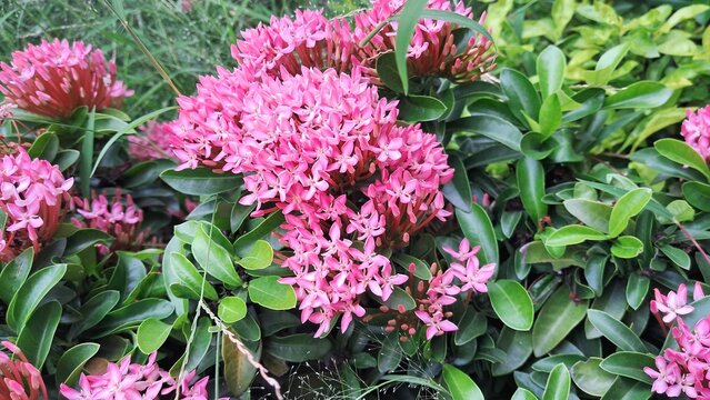 Ixora Mini Dwarf Pink Flower Blooming on Green Leaves Background