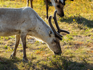 Reindeer Grazing in Norway's Wild Terrain © Fabio