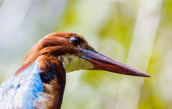 close up of a bird kingfisher, isolated blur background 