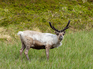 Reindeer Grazing in Norway's Wild Terrain © Fabio