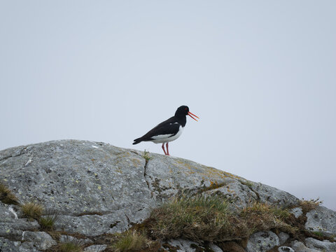 Bird Standing on Rock Outcrop
