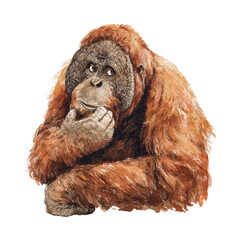 Watercolor clipart of Orangutan, isolated on white background © John