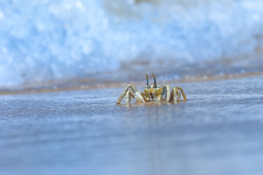 Shallow focus of a Tufted ghost crab (Ocypode cursor) on a sandy beach - Boa Vista, Cape Verde.
