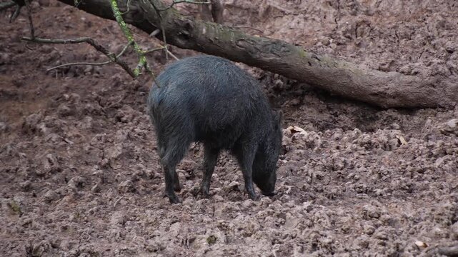 Close up of a black peccary pig family moving around mud on a sunny summer day searching and looking around