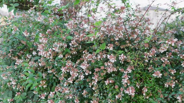 そよ風に揺れる白いアベリアの花と緑の自然背景動画