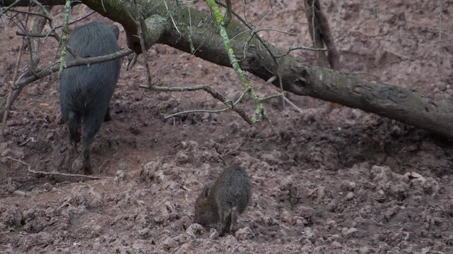 Close up of a black peccary pig family moving around mud on a sunny summer day searching and looking around
