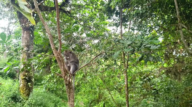 A long tailed macaque or Macaca fascicularis sits and feeds on a small tree branch in the tropical forest of Bali. These primates are common in the tropical forests of Southeast Asia.