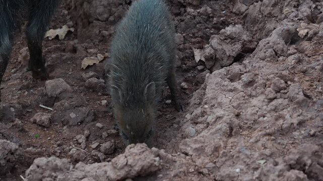 Close up of a black peccary pig family moving around mud on a sunny summer day searching and looking around