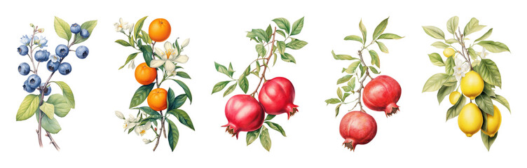 Fototapeta na wymiar PNG Vibrant watercolor fruit illustrations on transparent background