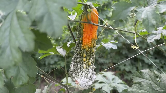 Yellow‑orange bitter gourd shows natural overripening on vine, not disease.