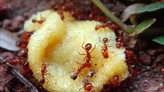 Close-up footage of red ants gathering and feeding on a cake, highlighting coordinated movement, natural foraging behavior, teamwork, and the intricate world of tiny insects in an outdoor setting