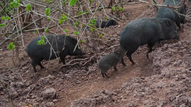 Close up of a black peccary pig family moving around mud on a sunny summer day searching and looking around