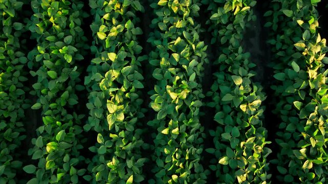 Drone Flying Above Parallel Soybean Crop Rows in Summer