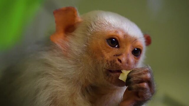 Close up of a white pigmy marmoset  monkey head watching and eating fruit while resting on a tree branch