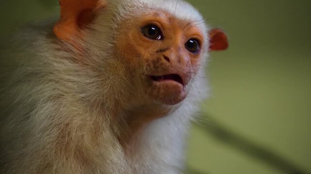 Close up of a white pigmy marmoset  monkey head watching and eating fruit while resting on a tree branch