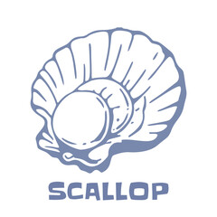 Vintage Hand Drawn Scallop Shellfish Line Art Vector Illustration for Restaurant Menu and T-Shirt Design © klyra illustration