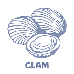 Vintage Hand Drawn Clam Shellfish Line Art Vector Illustration for Restaurant Menu and T-Shirt Design © klyra illustration